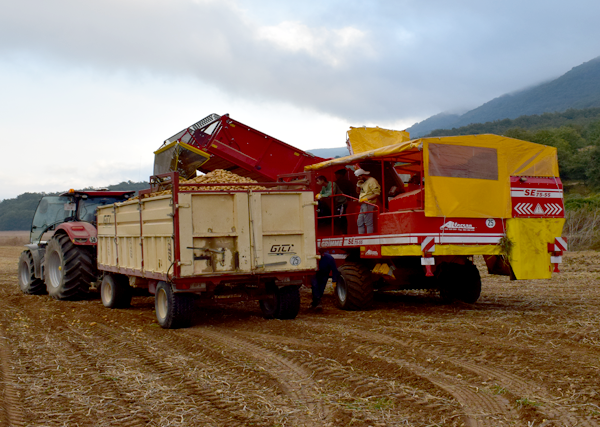 Cosecha de patatas
