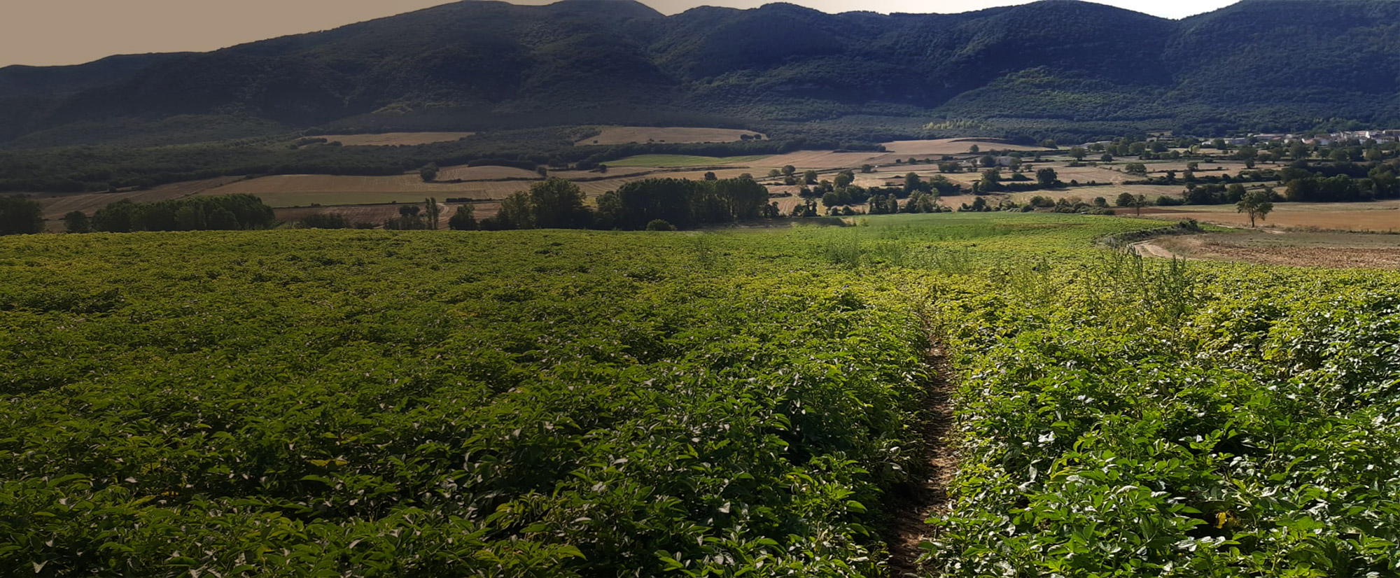 Banner- campo de patatas