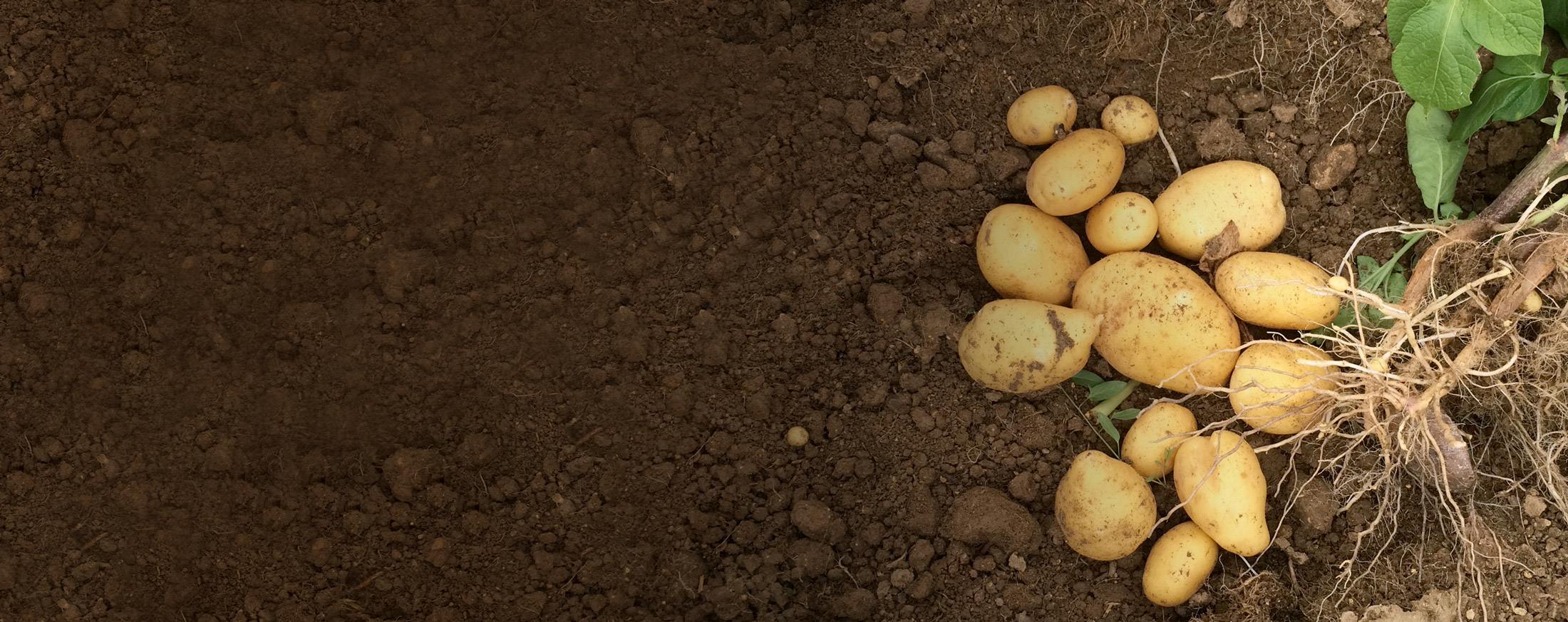Banner - Recogida de patata