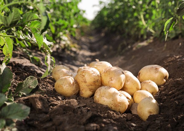 Clasificación de las patatas